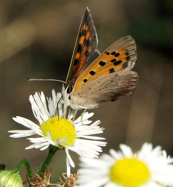 Lycaena phlaeas- Copyright Hugues Mouret